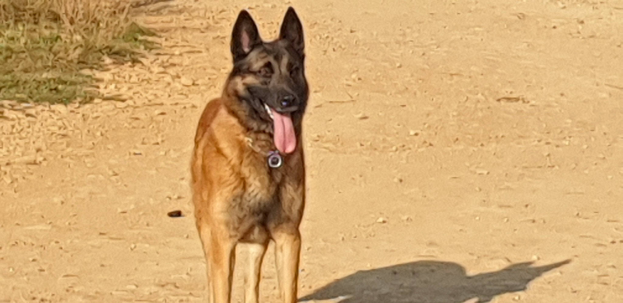 Icare a rejoint le concours — aidez-le/la à gagner de superbes lots ! belgian_shepherd, belgian_shepherd_malinois, canidae, carnivore, dog, dog_breed, fawn, german_shepherd_dog, kunming_wolfdog, laekenois, mammal, old_german_shepherd_dog, police_dog, shiloh_shepherd_dog, tervuren, vertebrate, working_dog