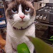 Tesla participe au concours pour gagner de l'argent avec cette photo : animal, appliance, burger, cat, device, electricaldevice, food, indoors, jar, kitchen, kitten, manx, oven, pet, plant, pottedplant, produce, squash, vegetable, zucchini