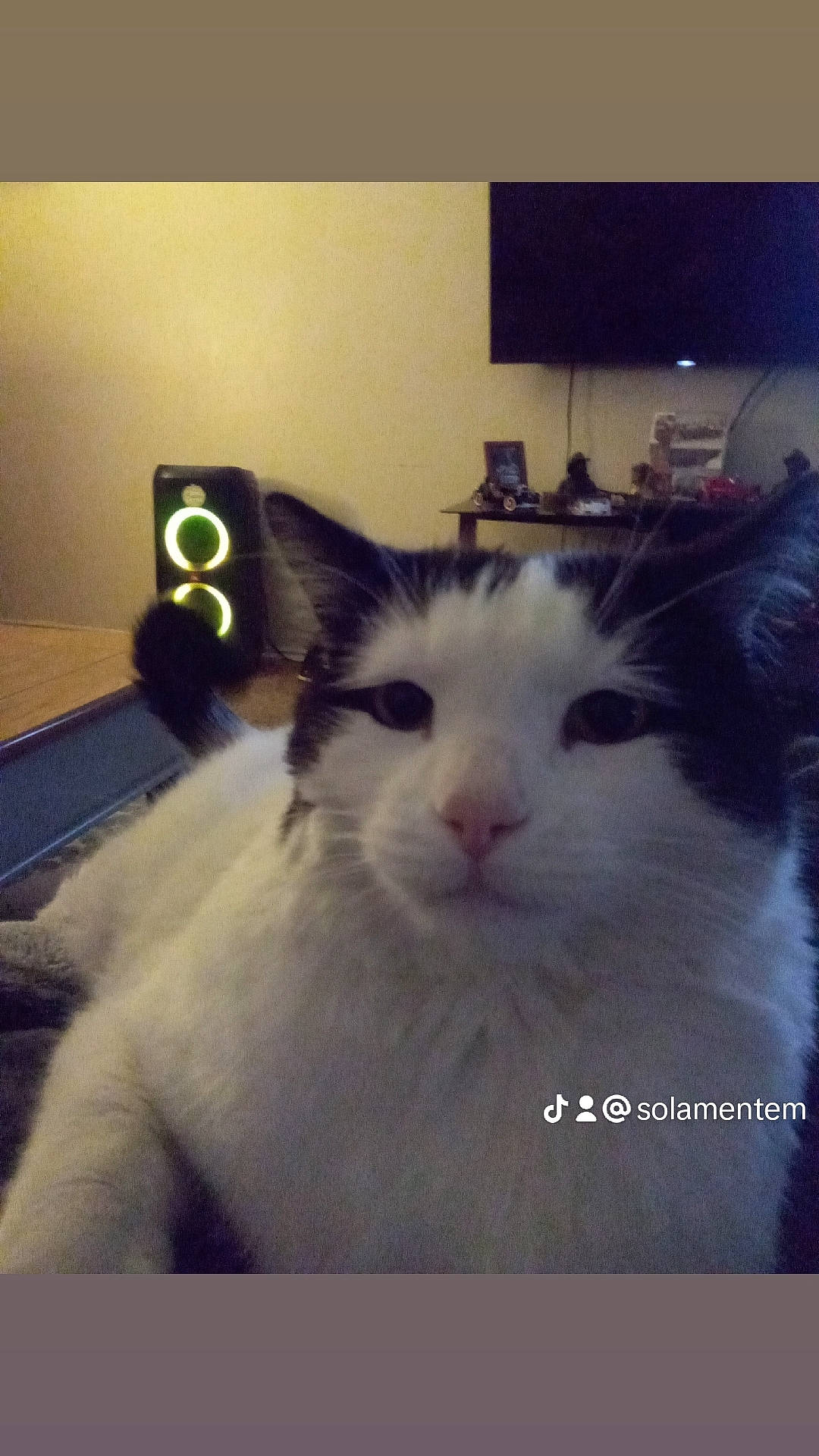 Chaos joined the competition — help win amazing prizes! box, carnivore, cat, cloud, comfort, domestic_short_haired_cat, felidae, fur, metal, paw, room, sky, small_to_medium_sized_cats, square, tail, whiskers, window