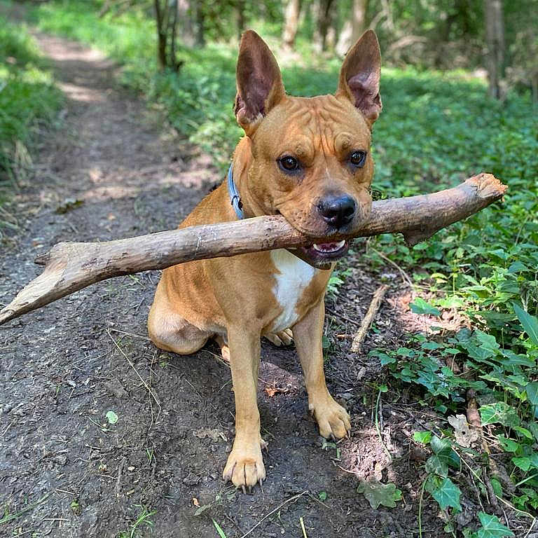 Simba