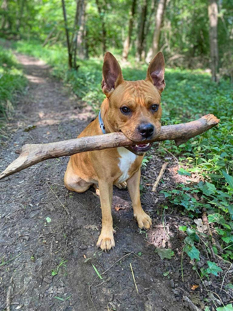 Simba