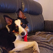 Ace participe au concours pour gagner de l'argent avec cette photo : dog, pet, couch, blanket, toy, indoor, fur, ear, paw, lying_down, black_and_white, brown, white, looking, curious, cozy, relaxed, animal, companion, home