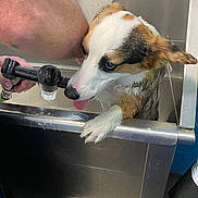 Bb Kline is registered to the contest to win money with this photo: dog, corgi, puppy, bath, wet, sink, water, tongue, paw, person, hand, sprayer, metal, indoor, animal, cute, pet, grooming, cleaning, expression