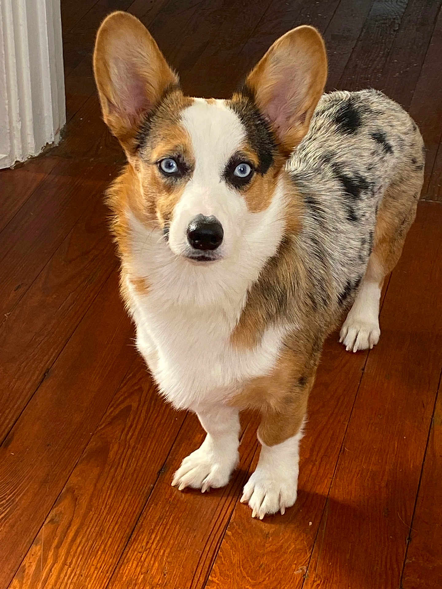 Bb Kline joined the competition — help win amazing prizes! dog, corgi, blue_eyes, pet, indoor, wooden_floor, fur, animal, looking, standing, curious, mammal, canine, ears, white_fur, brown_fur, black_fur, domestic_animal, companion, cute