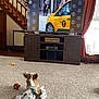 Bb Kline is registered to the contest to win money with this photo: dog, carpet, living_room, television, wooden_furniture, stairs, curtain, toy, window, corgi, indoor, entertainment_center, remote_control, yellow_taxi, floor, home, relaxing, pet, screen, couch