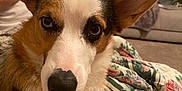 Bb Kline is registered to the contest to win money with this photo: dog, corgi, pet, close_up, ears, fur, nose, quilt, floral_pattern, indoor, living_room, sofa, blanket, cozy, animal, cute, comfort, portrait, resting, domestic