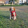 Lisa participe au concours pour gagner de l'argent avec cette photo : puppy, dog, red_vest, grass, frost, park, outdoor, young_dog, canine, pet, nature, winter, cold, sitting, fur, ears, eyes, nose, animal, daytime