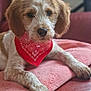 dog, bandana, red_bandana, pet, canine, fur, indoor, blanket, couch, leather, resting, animal, cute, scruffy, paws, ears, face, closeup, comfort, relaxed