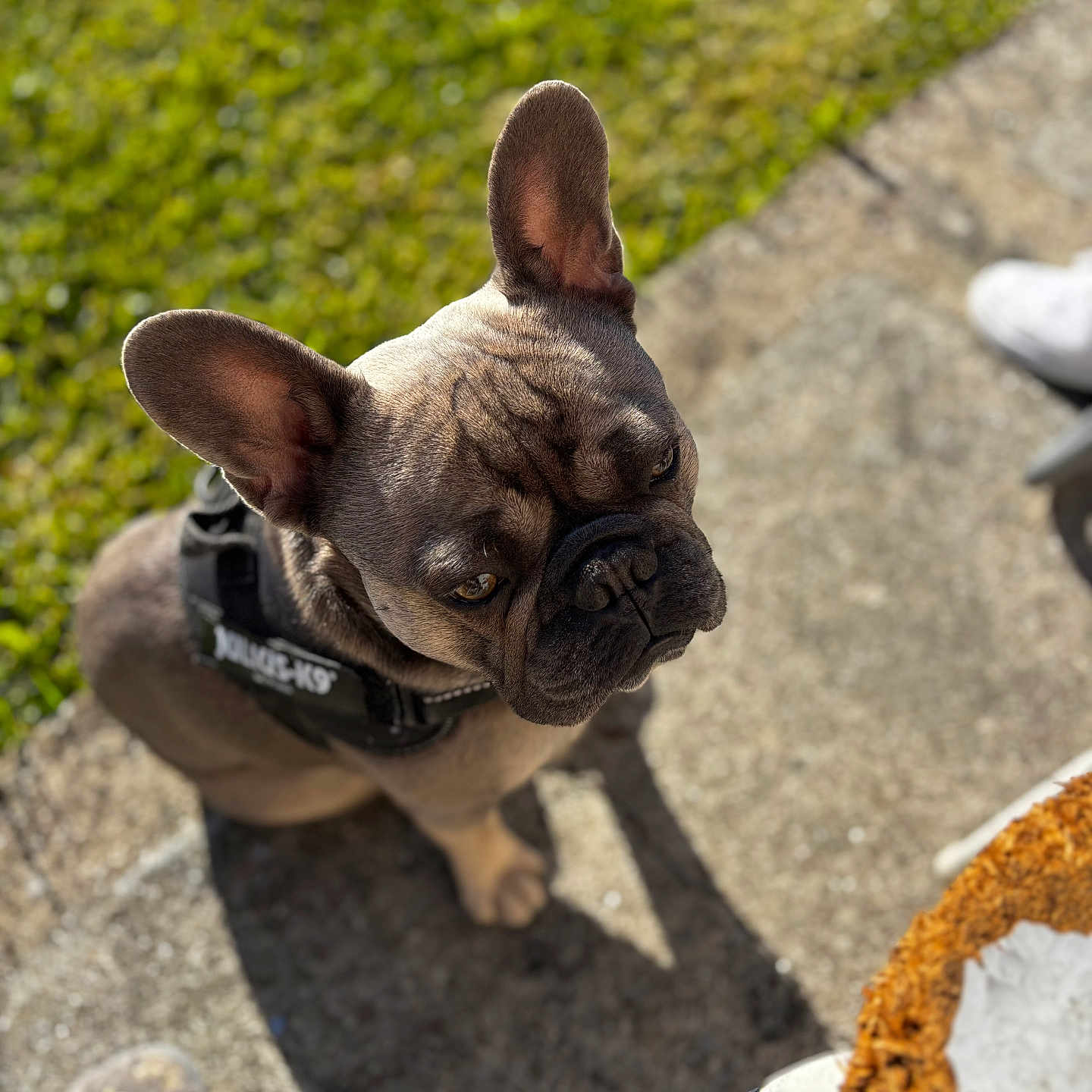 Ukaï participe au concours pour gagner de l'argent avec cette photo : animal, boxer, bulldog, canine, clothing, dog, footwear, frenchbulldog, grass, hound, pet, pitbull, plant, pug, puppy, rock, shoe, soil