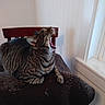 Tiger is registered to the contest to win money with this photo: bed, california_spangled, carnivoran, cat, cat_like_mammal, domestic_short_haired_cat, dragon_li, european_shorthair, facial_expression, flooring, fur, furniture, ocicat, small_to_medium_sized_cats, tabby_cat, whiskers, yawn