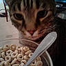 Tiger joined the competition — help win amazing prizes! american_shorthair, carnivoran, cat, cat_like_mammal, domestic_short_haired_cat, dragon_li, european_shorthair, kitten, small_to_medium_sized_cats, snout, tabby_cat, whiskers