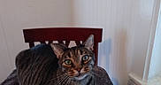Tiger is registered to the contest to win money with this photo: california_spangled, carnivoran, cat, cat_like_mammal, domestic_short_haired_cat, dragon_li, european_shorthair, fur, furniture, kitten, small_to_medium_sized_cats, tabby_cat, whiskers, window