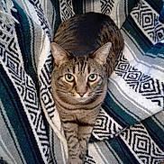 Tiger joined the competition — help win amazing prizes! american_shorthair, bengal, california_spangled, carnivoran, cat, cat_like_mammal, domestic_short_haired_cat, dragon_li, european_shorthair, kitten, mammal, pattern, small_to_medium_sized_cats, tabby_cat, toyger, whiskers