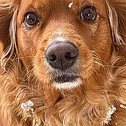 Lucy Bella joined the competition — help win amazing prizes! dog, golden_retriever, close_up, face, fur, snow, outdoor, animal, pet, whiskers, nose, ears, fluffy, winter, cute, portrait, mammal, friendly, canine, nature