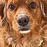 dog, golden_retriever, close_up, face, fur, snow, outdoor, animal, pet, whiskers, nose, ears, fluffy, winter, cute, portrait, mammal, friendly, canine, nature