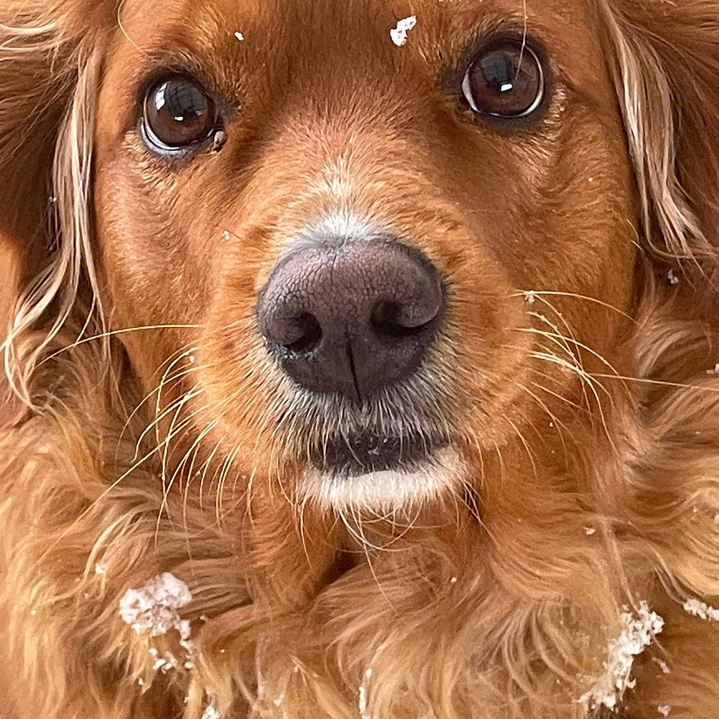 Lucy Bella joined the competition — help win amazing prizes! dog, golden_retriever, close_up, face, fur, snow, outdoor, animal, pet, whiskers, nose, ears, fluffy, winter, cute, portrait, mammal, friendly, canine, nature