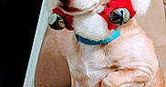 Ginger is registered to the contest to win money with this photo: chihuahua, companion_dog, dog, dog_breed, dog_clothes, dog_like_mammal, puppy, snout