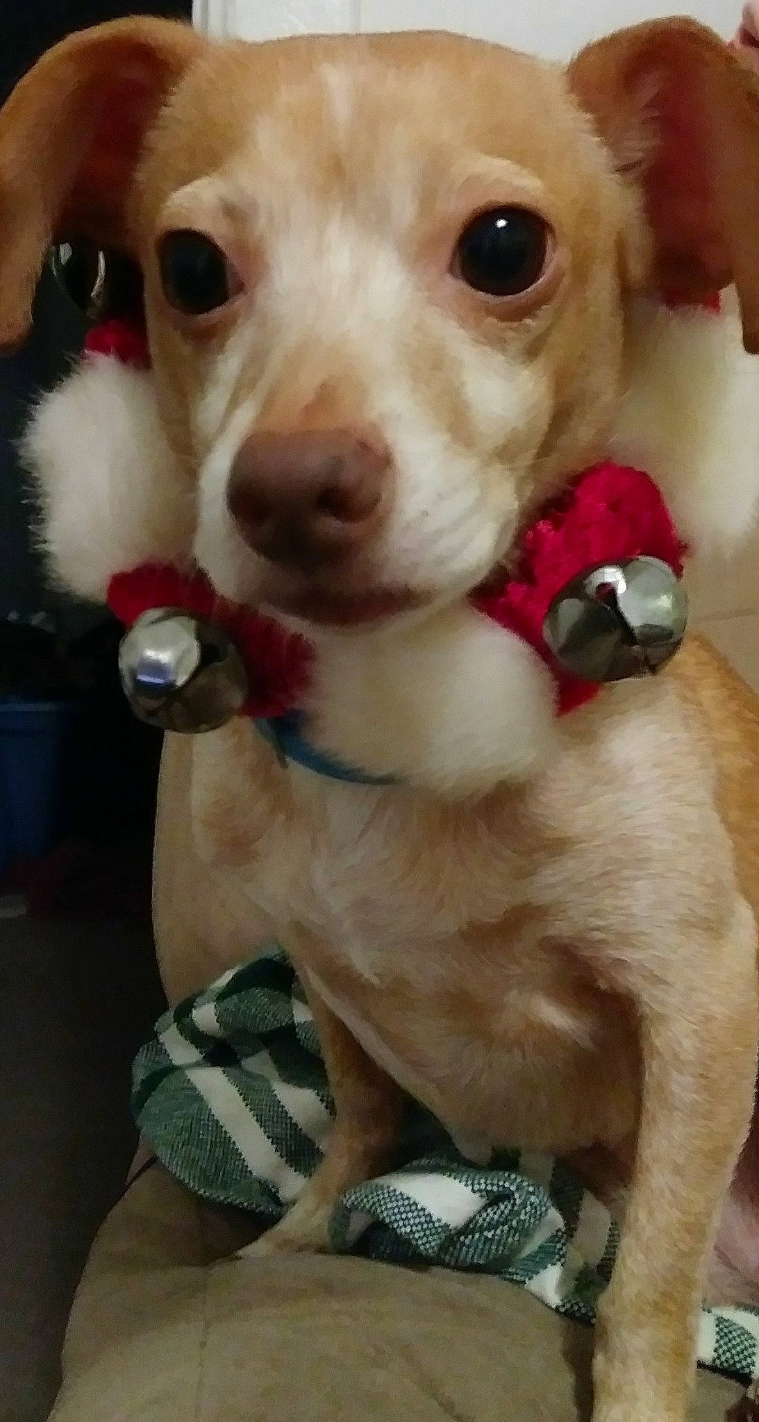 Ginger