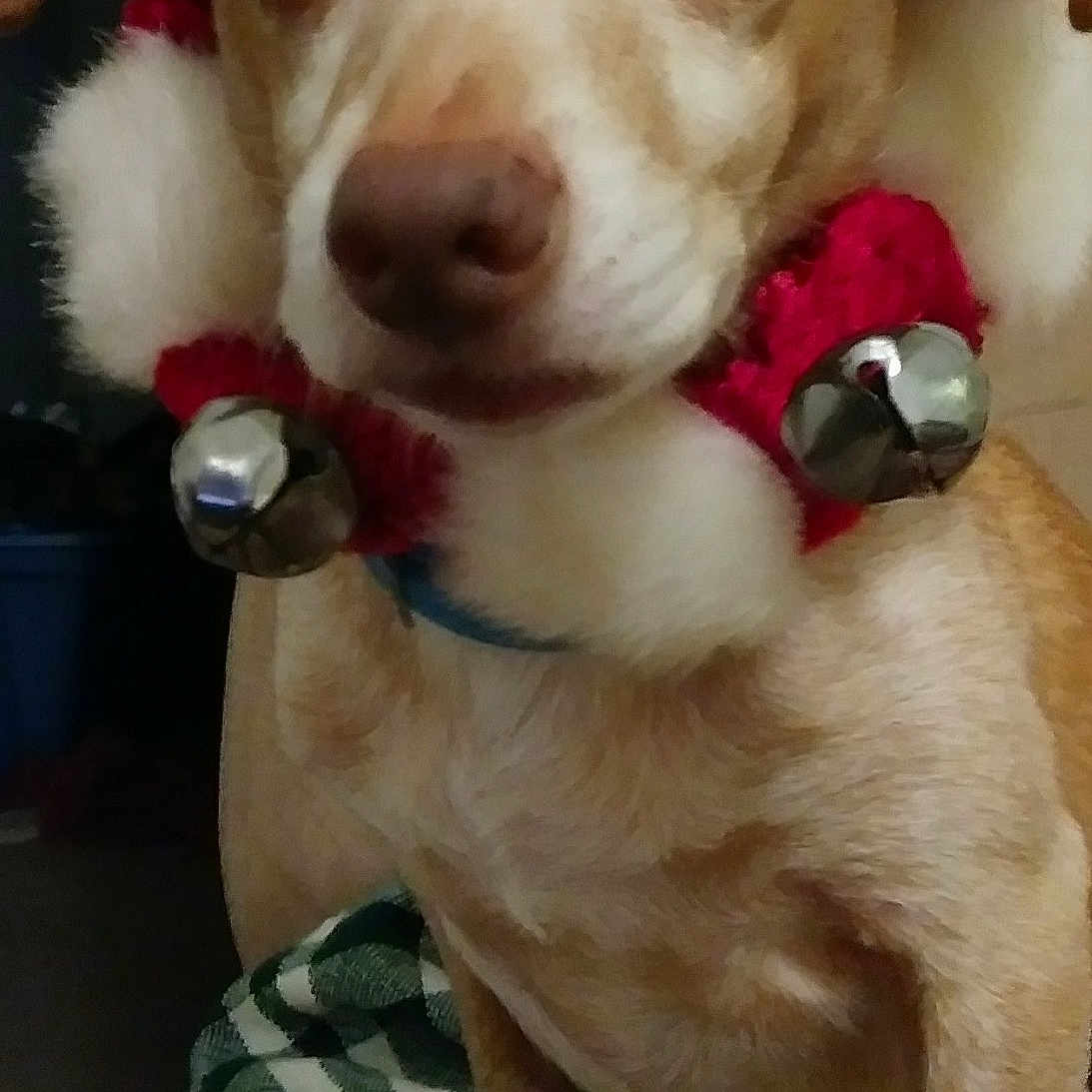 Ginger