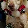 Ginger is registered to the contest to win money with this photo: carnivoran, chihuahua, companion_dog, corgi_chihuahua, dog, dog_breed, dog_breed_group, dog_like_mammal, puppy, snout, toy_dog