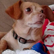 Ginger joined the competition — help win amazing prizes! carnivoran, chihuahua, companion_dog, dog, dog_breed, dog_breed_group, dog_like_mammal, puppy, snout