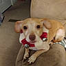 Ginger is registered to the contest to win money with this photo: carnivoran, chihuahua, corgi_chihuahua, dog, dog_breed, dog_breed_group, dog_like_mammal, fawn, italian_greyhound, snout, street_dog