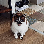 Lulu participe au concours pour gagner de l'argent avec cette photo : cat, indoor, wooden_floor, tiled_floor, cat_bowls, pet, feline, animal, sitting, brown_and_white_cat, flooring, decor, household, meowing, cute, domestic_animal, fur, whiskers, ears, eyes