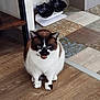 cat, indoor, wooden_floor, tiled_floor, cat_bowls, pet, feline, animal, sitting, brown_and_white_cat, flooring, decor, household, meowing, cute, domestic_animal, fur, whiskers, ears, eyes
