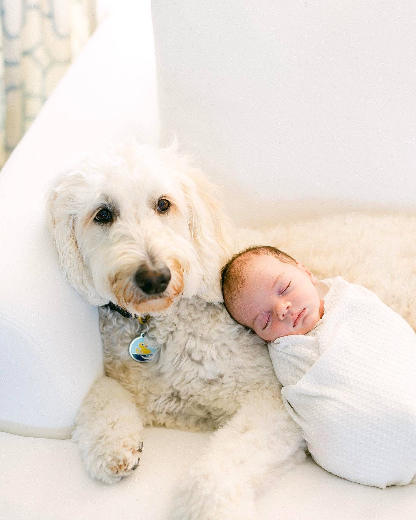Quinn joined the competition — help win amazing prizes! baby, carnivore, child, comfort, companion_dog, dog, dog_breed, dog_supply, fur, happy, labradoodle, non_sporting_group, person, poodle, puppy_love, sitting, small_terrier, smile, terrier, toddler