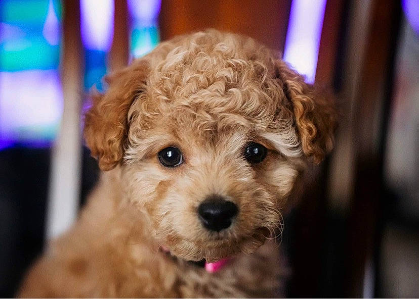 Molly is registered to the contest to win money with this photo: brown, canidae, carnivore, companion_dog, dog, dog_breed, fawn, goldendoodle, maltepoo, non_sporting_group, pet_supply, poodle_crossbreed, puppy, snout, terrier, toy, toy_dog, toy_poodle, water_dog, working_animal