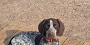 Vichy a rejoint le concours — aidez-le/la à gagner de superbes lots ! dog, german_shorthaired_pointer, speckled_coat, brown, white, orange_collar, collar, wooden_deck, dirt_ground, outdoor, paws, ears, muzzle, lying_down, relaxed, pet, sunlight, shadow, ground_texture, portrait