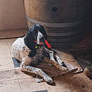 Vichy a rejoint le concours — aidez-le/la à gagner de superbes lots ! dog, hound, black_and_white, speckled_coat, collar, dog_tag, towel, barrel, tile_floor, indoor, resting, lying_down, paws, muzzle, long_ears, shadow, rustic, floor_tile, relaxed, home