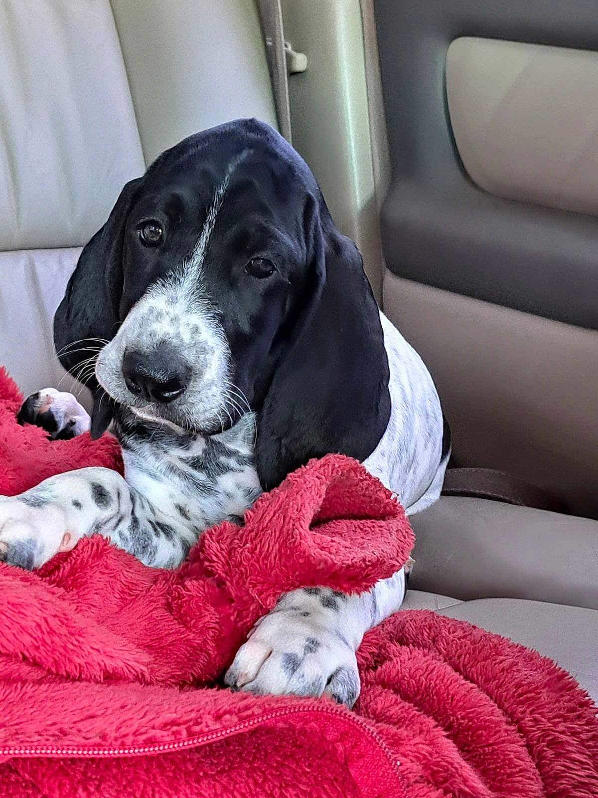 Vichy a rejoint le concours — aidez-le/la à gagner de superbes lots ! dog, puppy, black_and_white, spotted_paws, long_ears, red_blanket, blanket, car_interior, leather_seat, paw, nose, whiskers, closeup, portrait, cozy, sleepy, pet, domestic_animal, young, head_tilt