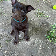 Chili participe au concours pour gagner de l'argent avec cette photo : puppy, dog, brown_dog, blue_eyes, collar, outdoor, dirt, grass, tennis_ball, cute, pet, animal, young_dog, ears, sitting, looking_up, nature, playful, adorable, canine
