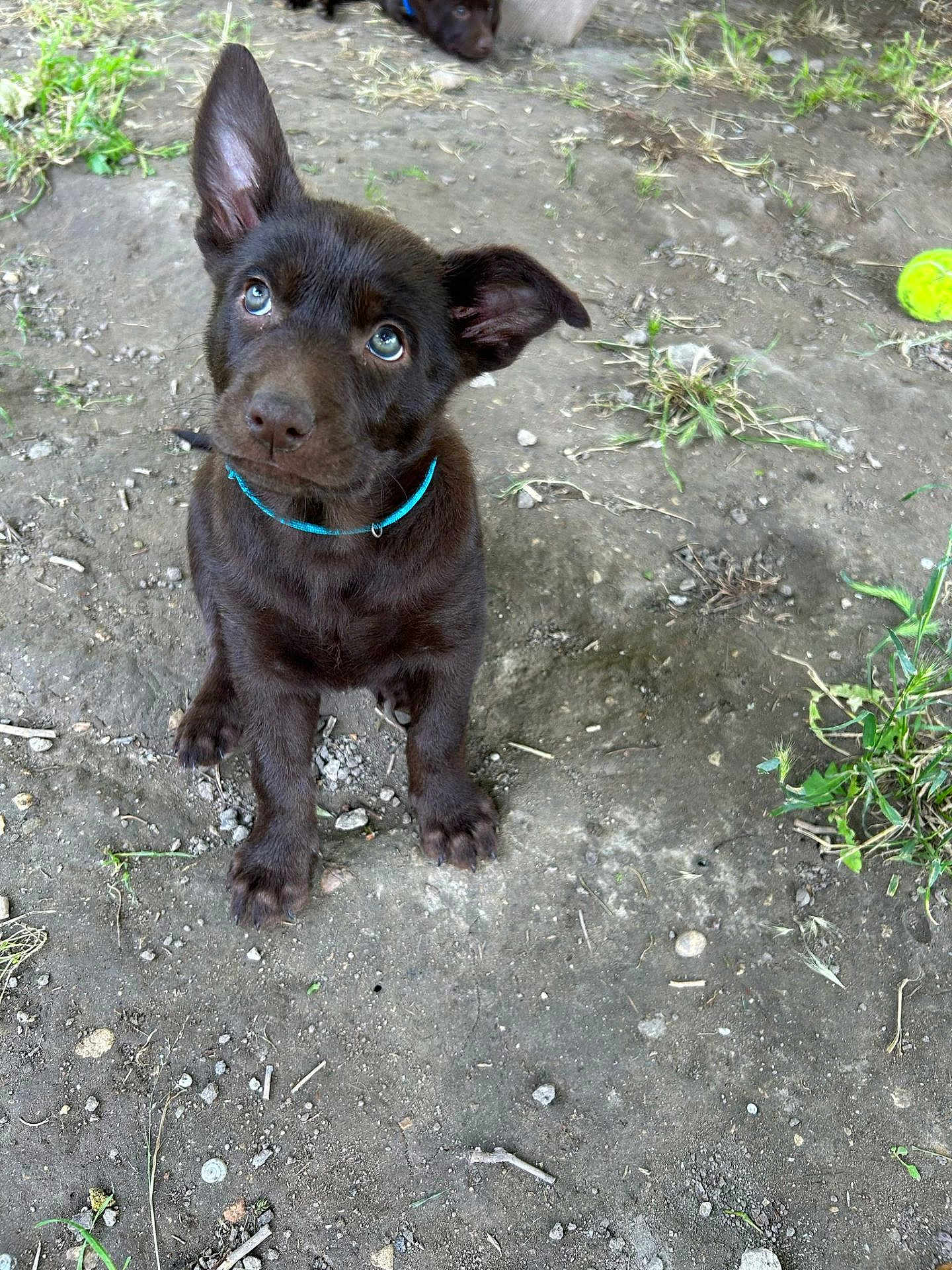 Chili participe au concours pour gagner de l'argent avec cette photo : puppy, dog, brown_dog, blue_eyes, collar, outdoor, dirt, grass, tennis_ball, cute, pet, animal, young_dog, ears, sitting, looking_up, nature, playful, adorable, canine