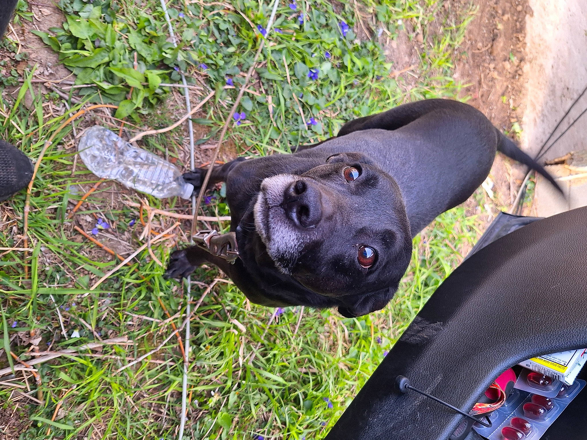 Zoe Bugs is registered to the contest to win money with this photo: auto_part, borador, canidae, carnivore, collar, companion_dog, dog, dog_breed, dog_collar, fashion_accessory, fawn, fender, grass, guard_dog, personal_protective_equipment, plant, sporting_group, terrestrial_animal, tree, working_animal