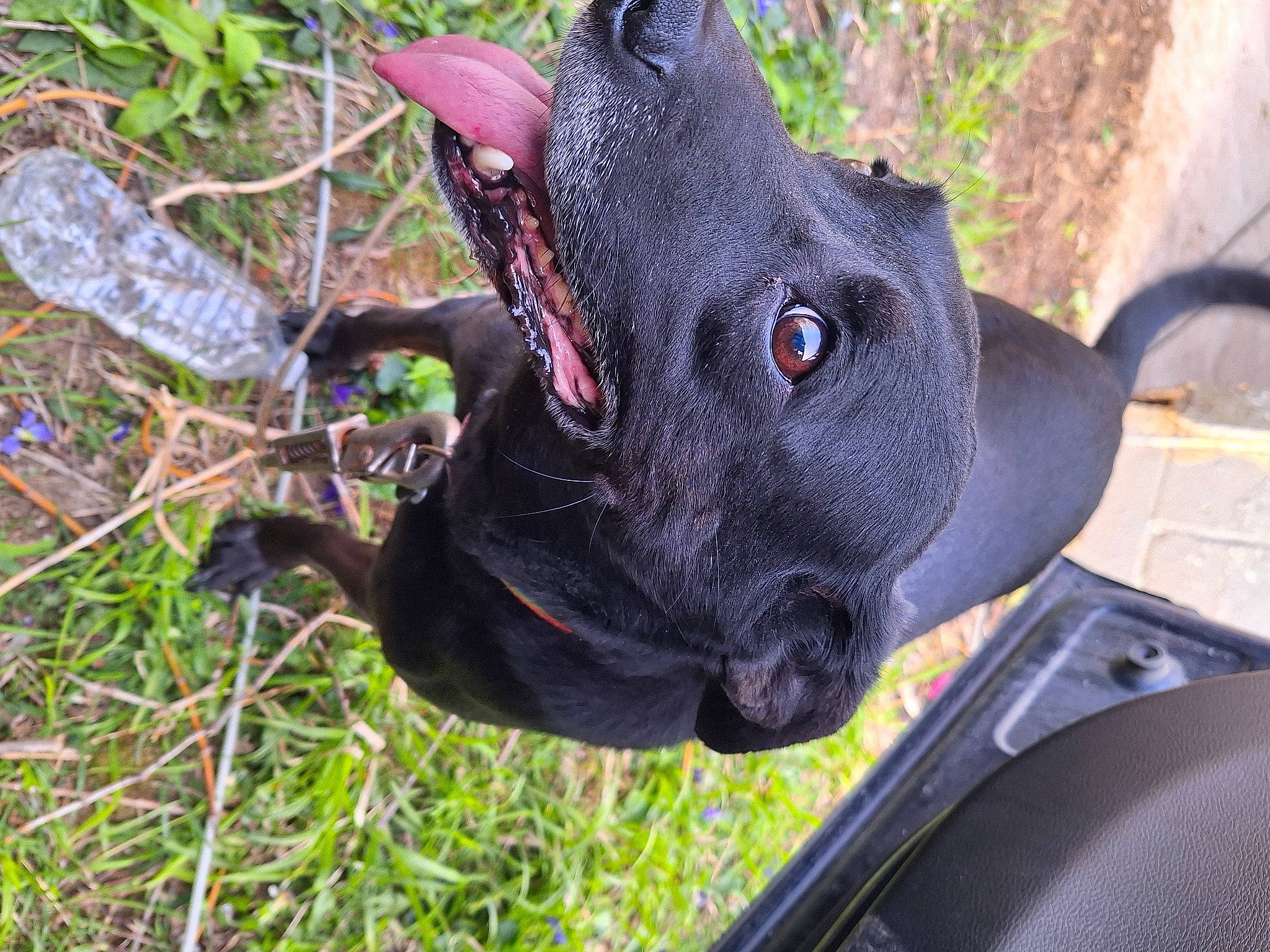 Zoe Bugs joined the competition — help win amazing prizes! canidae, carmine, carnivore, collar, companion_dog, dog, dog_breed, dog_collar, ear, fashion_accessory, fawn, grass, personal_protective_equipment, pet_supply, plant, snout, sporting_group, terrestrial_animal, whiskers, working_animal