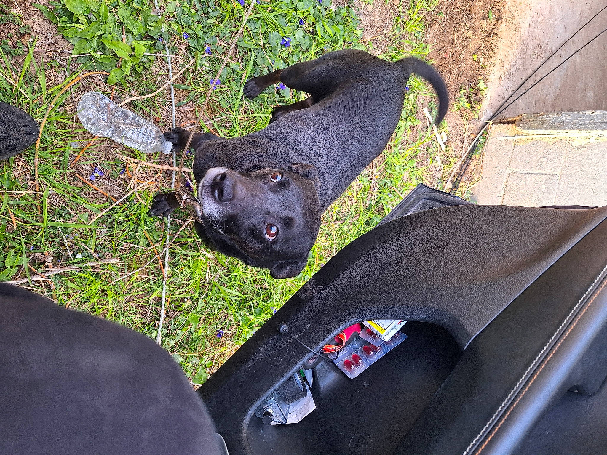 Zoe Bugs joined the competition — help win amazing prizes! automotive_exterior, automotive_lighting, automotive_mirror, automotive_tire, carnivore, dog, dog_breed, fawn, fender, grass, hood, plant, rear_view_mirror, snout, terrestrial_animal, vehicle, vehicle_door, window, windshield, working_animal