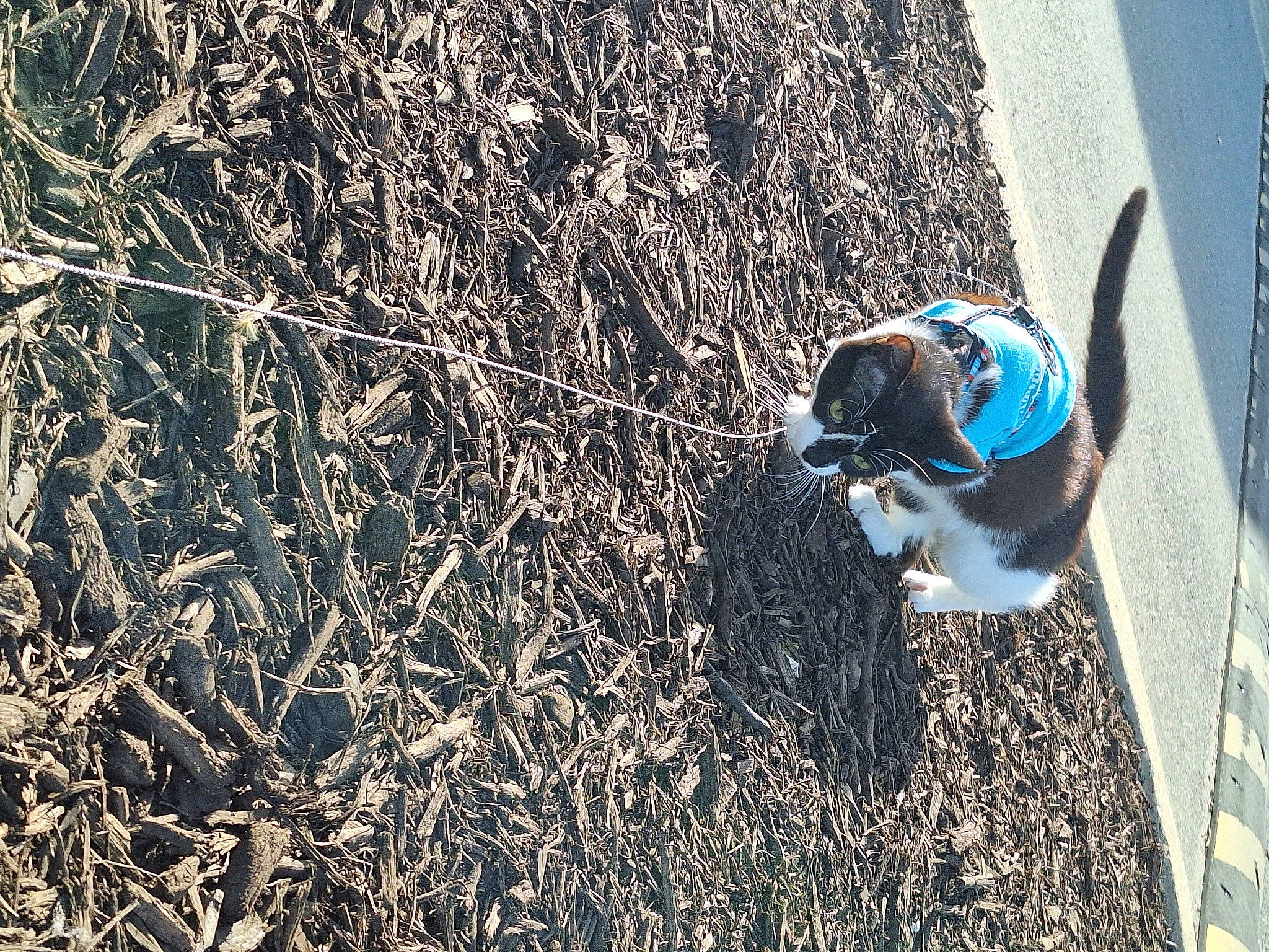 Squirt is registered to the contest to win money with this photo: asphalt, canidae, carnivore, companion_dog, dog, dog_breed, electric_blue, grass, non_sporting_group, plant, road_surface, shadow, snout, soil, sporting_group, tail, tints_and_shades, tree, twig, wood