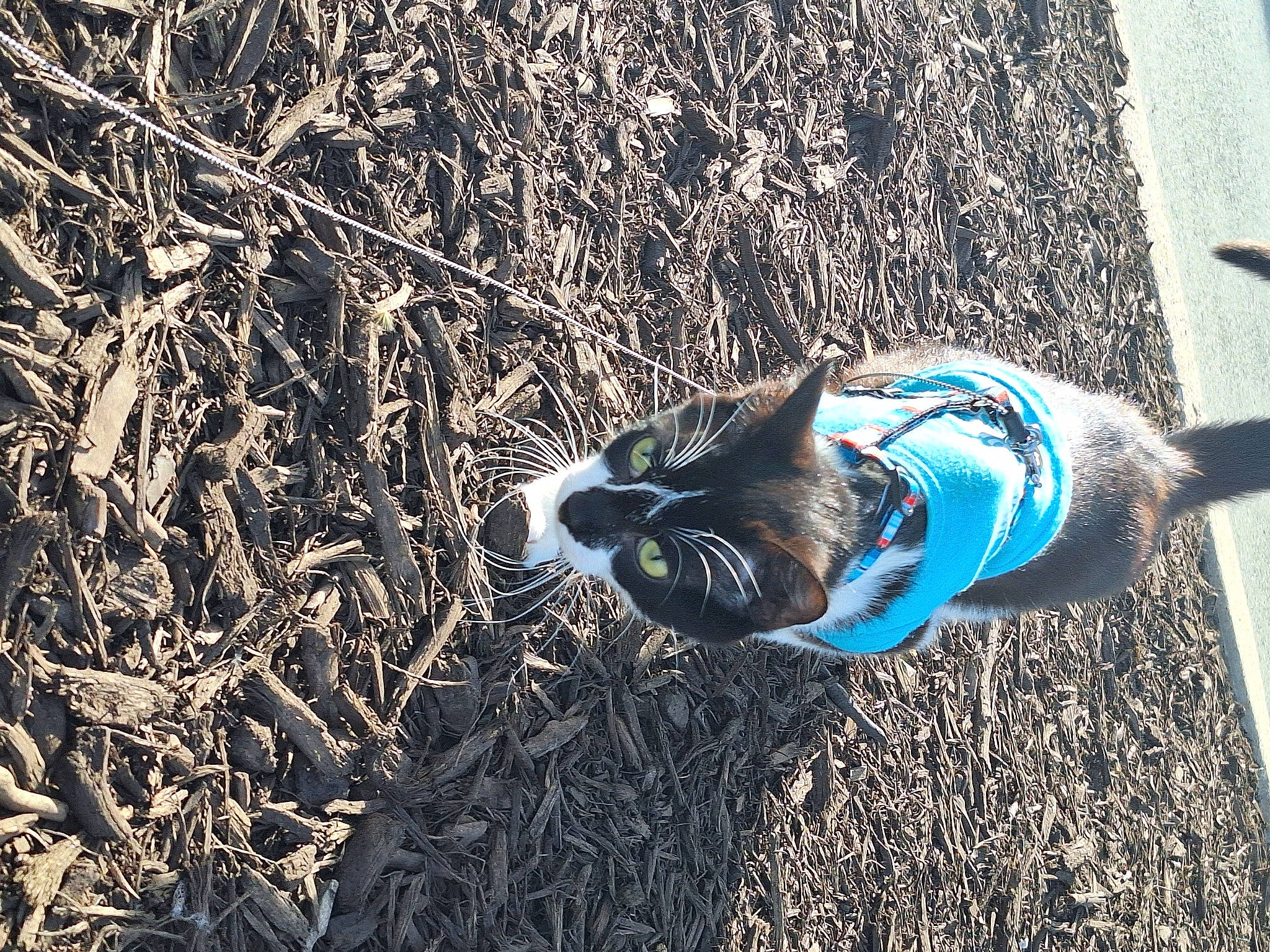 Squirt joined the competition — help win amazing prizes! asphalt, denim, electric_blue, felidae, foot, fur, grass, human_body, human_leg, people_in_nature, road_surface, shadow, sidewalk, sitting, snout, soil, sporting_group, tail, tints_and_shades, wood