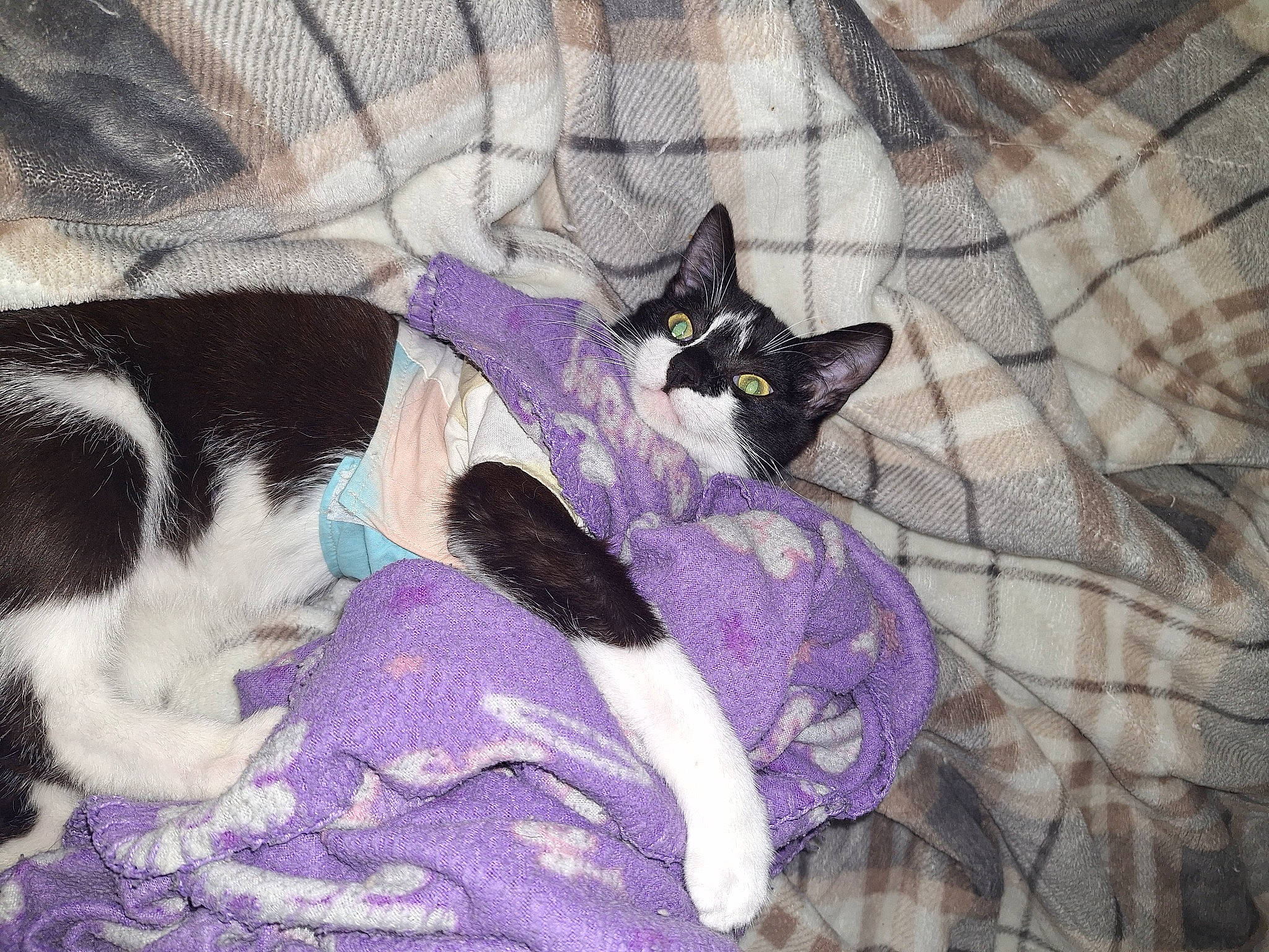 Squirt is registered to the contest to win money with this photo: carnivore, cat, cat_bed, cat_supply, comfort, companion_dog, dog_breed, domestic_short_haired_cat, felidae, fur, linens, mammal, pattern, paw, pet_supply, purple, small_to_medium_sized_cats, tail, vertebrate, whiskers