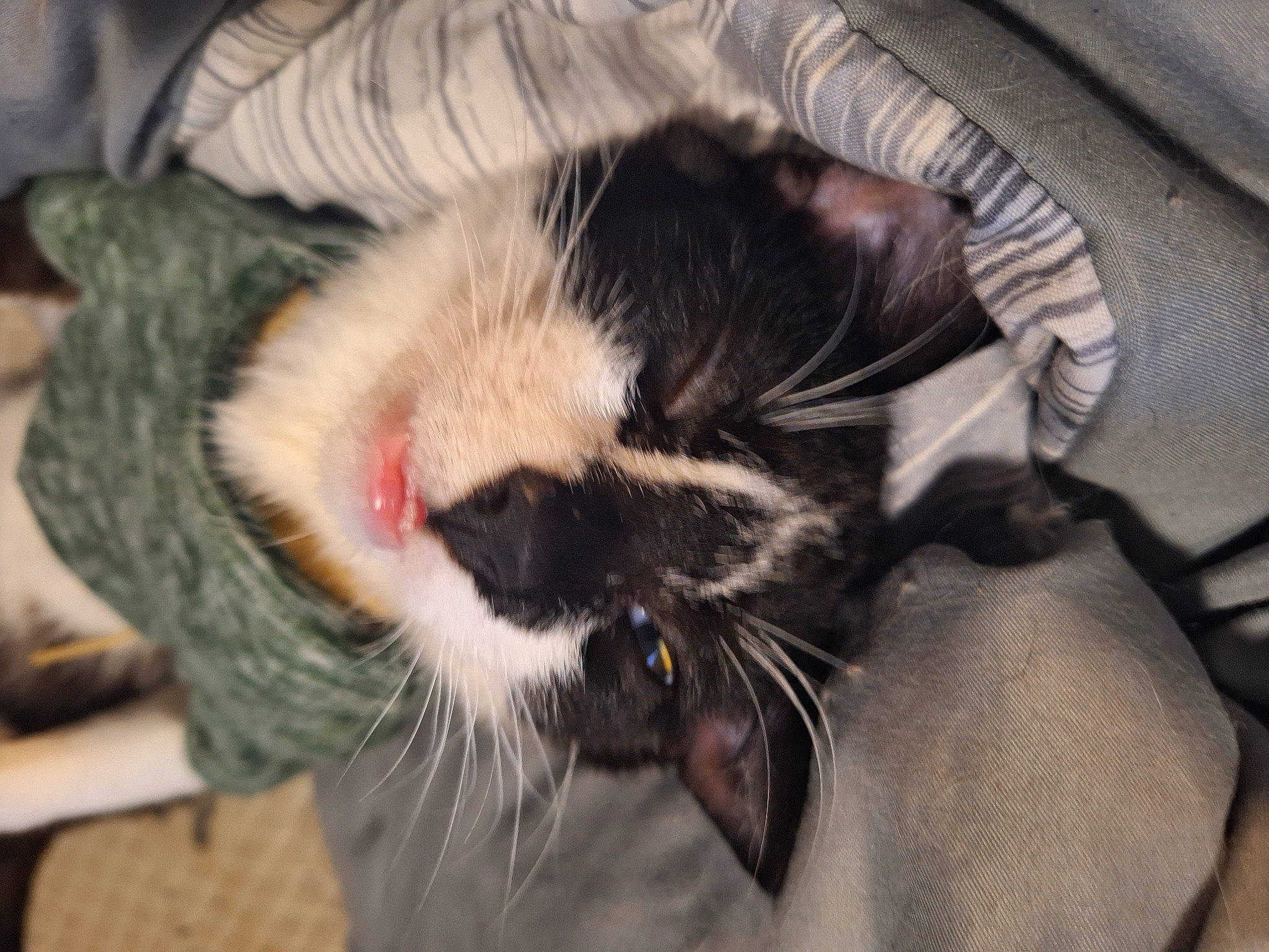 Squirt joined the competition — help win amazing prizes! carnivore, cat, claw, comfort, domestic_short_haired_cat, ear, eye, fang, felidae, foot, fur, nap, paw, small_to_medium_sized_cats, snout, tail, terrestrial_animal, whiskers, yawn