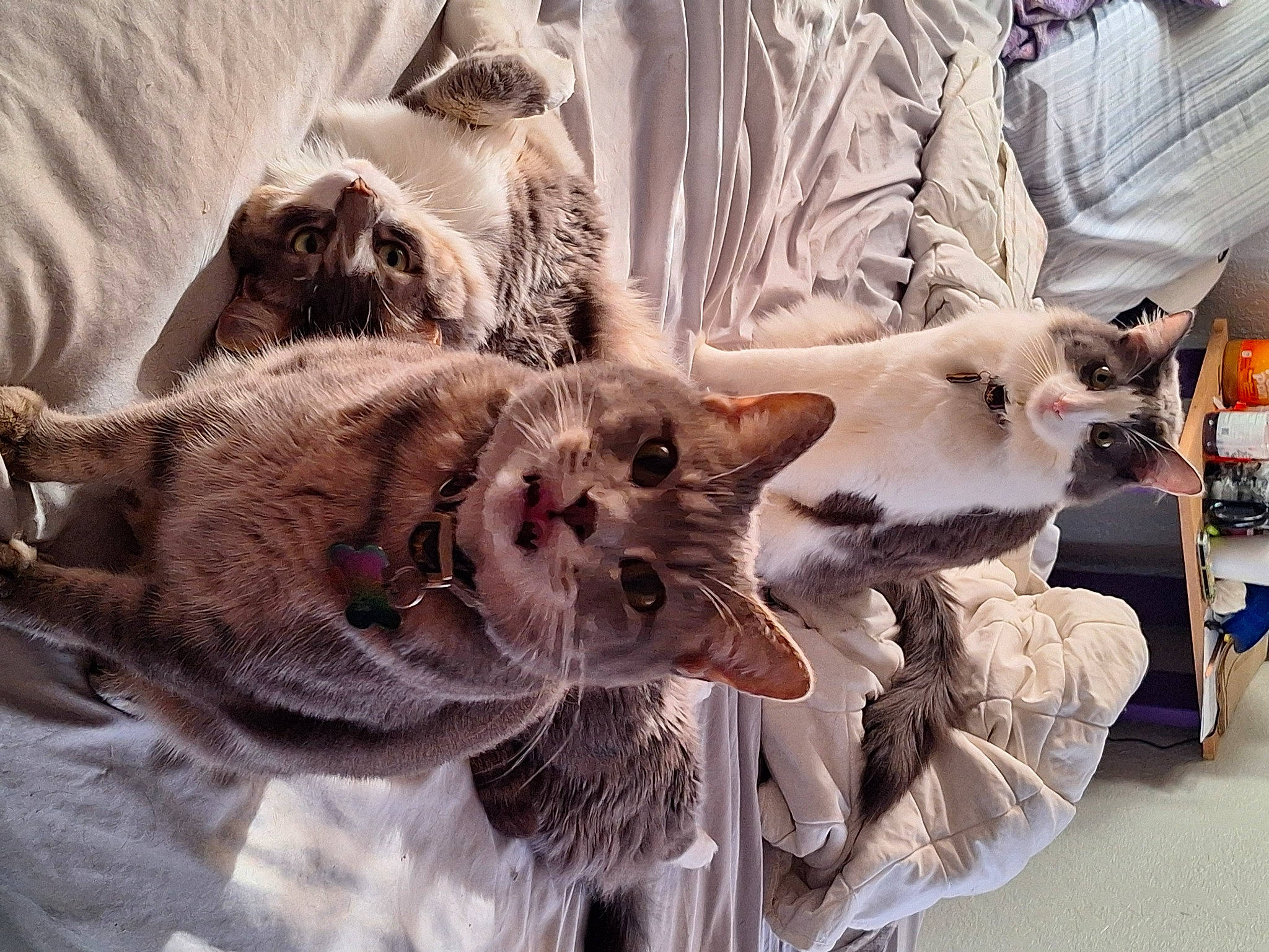 Olliver is registered to the contest to win money with this photo: birman, canidae, carnivore, cat, claw, comfort, companion_dog, dog_breed, domestic_short_haired_cat, fawn, felidae, fur, nap, paw, small_to_medium_sized_cats, snout, tail, thai, whiskers, wildlife