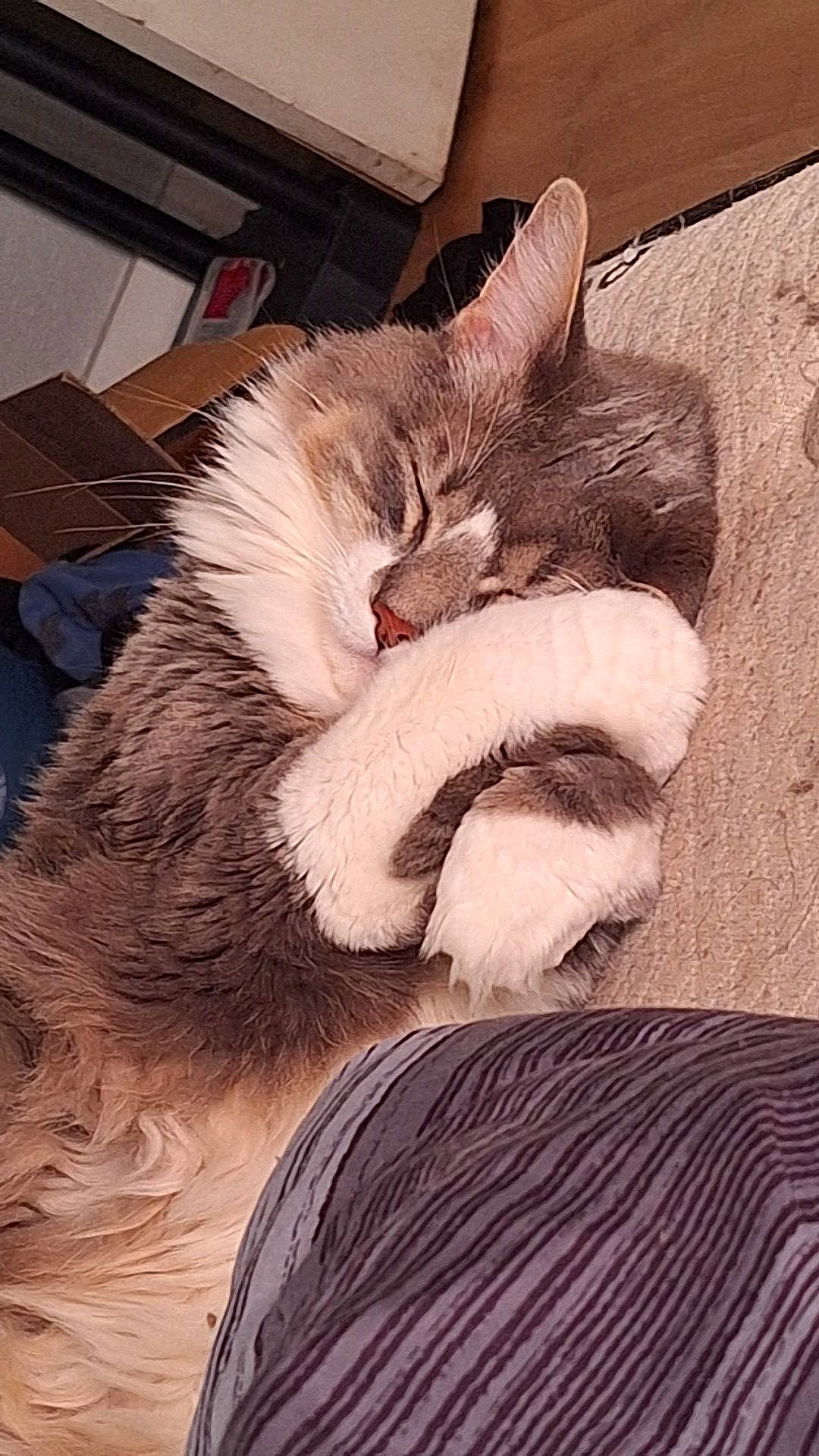 R J is registered to the contest to win money with this photo: box, carnivore, cat, claw, cloud, comfort, domestic_short_haired_cat, fawn, feather, felidae, flooring, fur, hardwood, human_leg, metal, paw, small_to_medium_sized_cats, tail, whiskers, wood