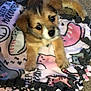 Cherry joined the competition — help win amazing prizes! puppy, dog, blanket, carpet, indoor, cute, pet, animal, fur, young, small, ears, nose, paw, lying_down, cozy, colorful, patterned, soft, resting