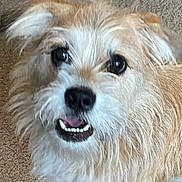 Cherry is registered to the contest to win money with this photo: dog, pet, fluffy, scruffy, beige_carpet, close_up, animal, canine, fur, cute, indoor, looking, teeth, ears, face, mouth, expression, friendly, domestic, companion