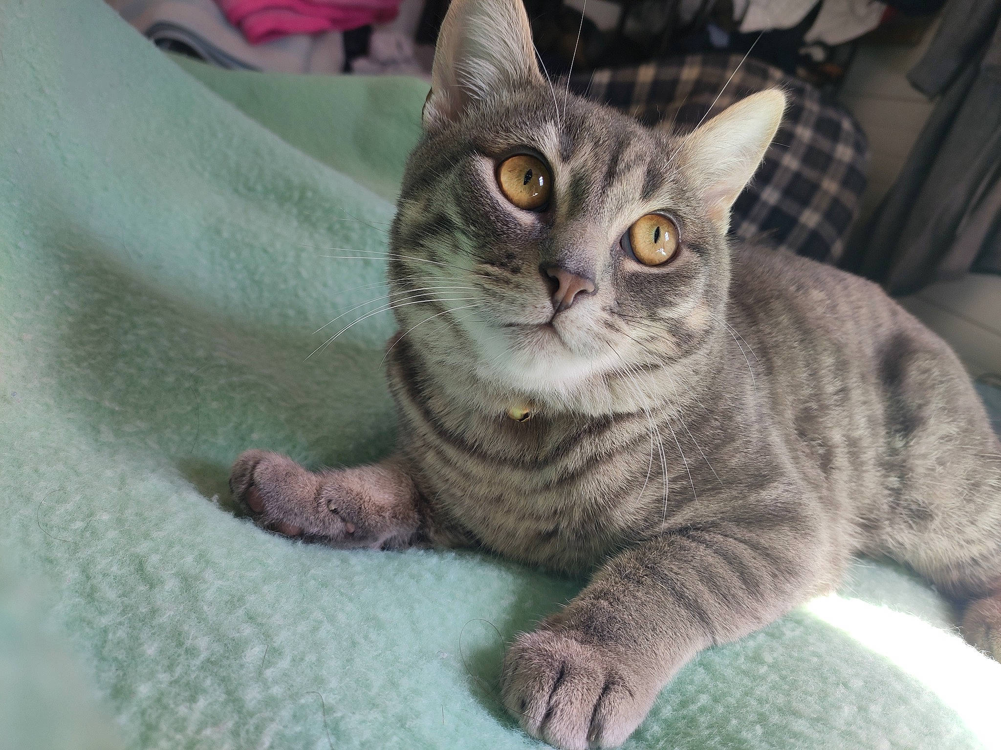 Goliath participe au concours pour gagner de l'argent avec cette photo : american_shorthair, american_wirehair, asian, australian_mist, british_semi_longhair, british_shorthair, california_spangled, carnivore, cat, domestic_short_haired_cat, dragon_li, european_shorthair, felidae, mammal, pixie_bob, small_to_medium_sized_cats, snout, tabby_cat, vertebrate, whiskers