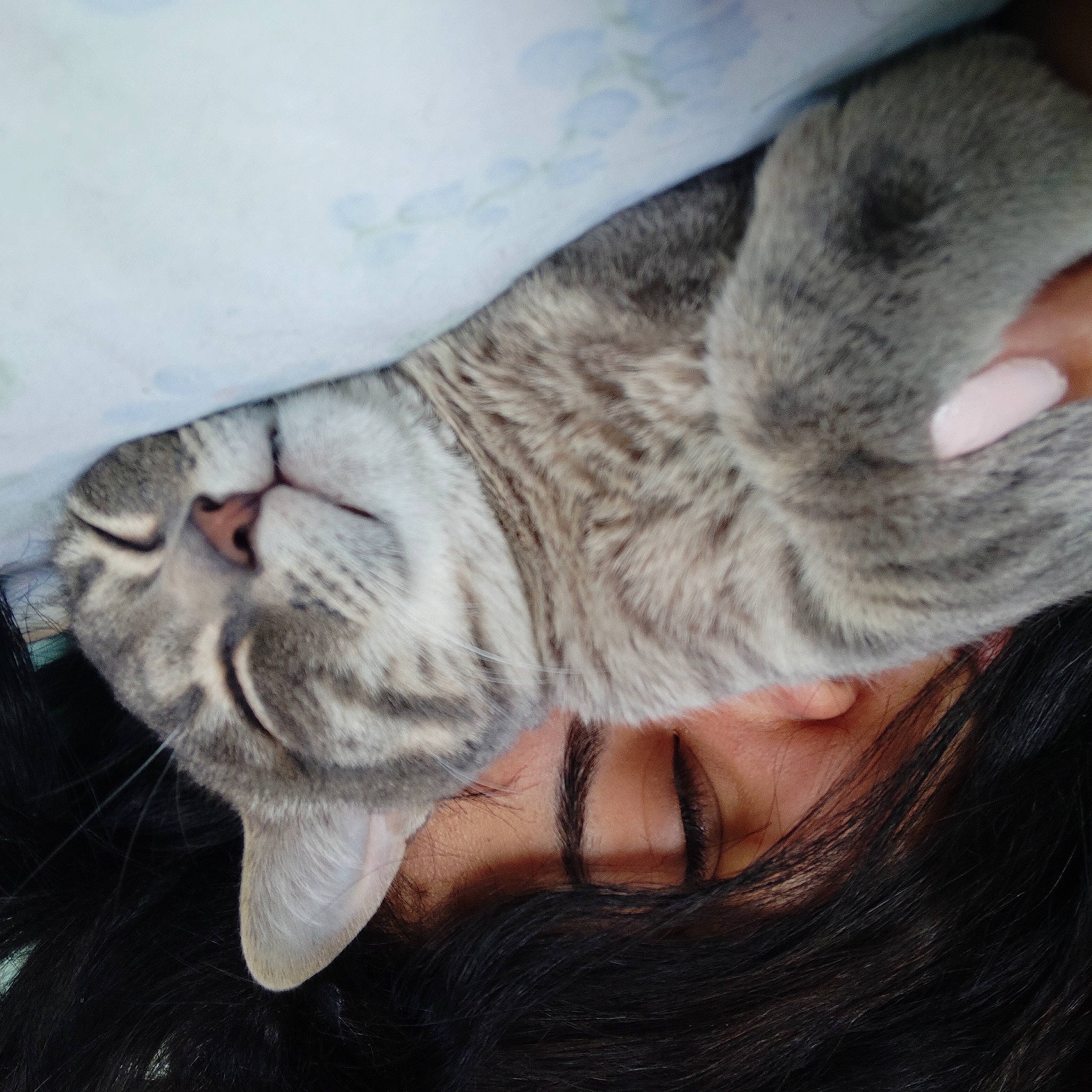 Goliath a rejoint le concours — aidez-le/la à gagner de superbes lots ! aegean_cat, asian, australian_mist, carnivore, cat, domestic_short_haired_cat, dragon_li, ear, european_shorthair, fawn, felidae, fur, nap, nose, pixie_bob, small_to_medium_sized_cats, snout, tabby_cat, whiskers