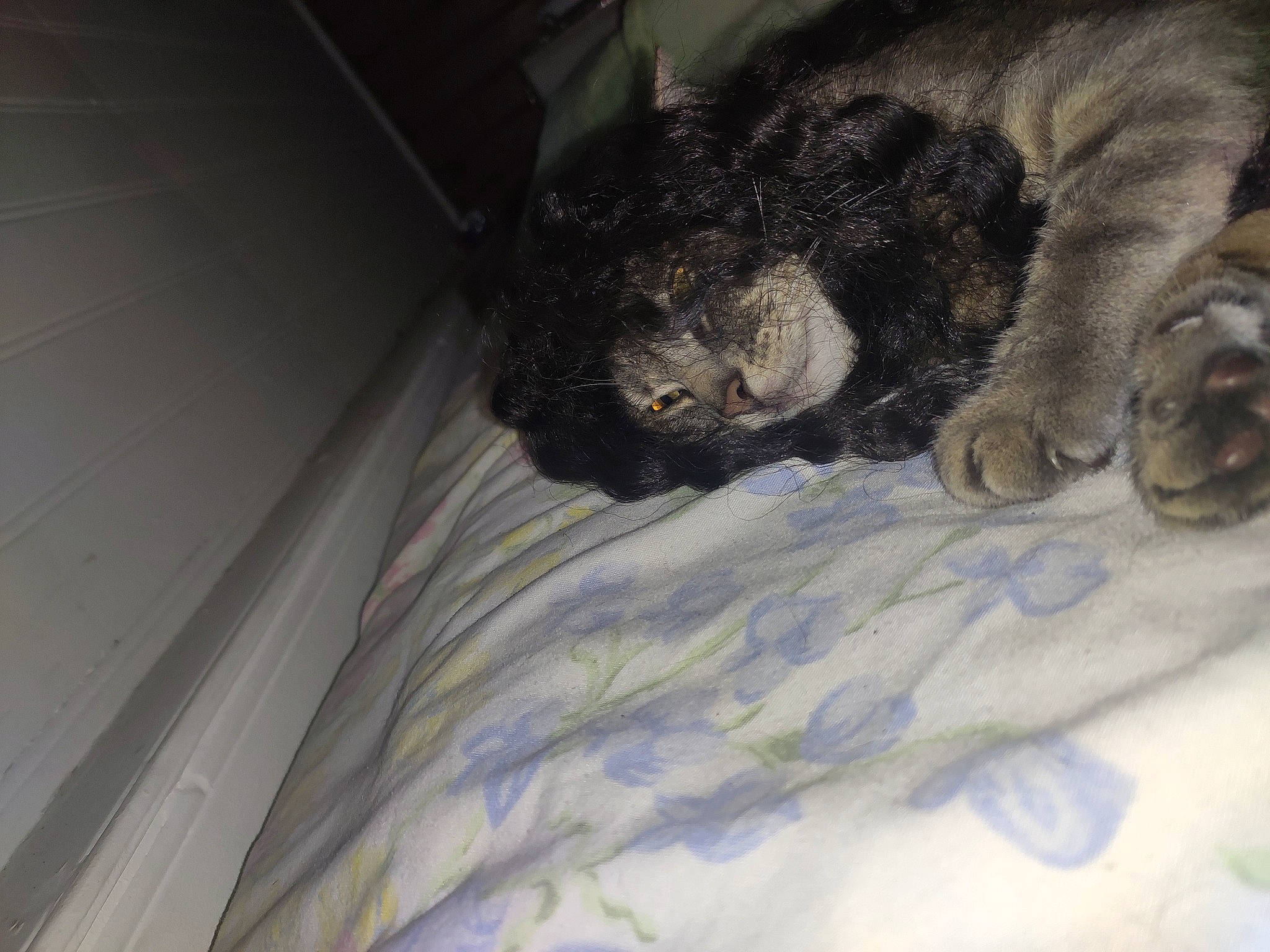 Goliath a rejoint le concours — aidez-le/la à gagner de superbes lots ! canidae, carnivore, cat, felidae, fur, nap, paw, sleep, small_to_medium_sized_cats, snout, sporting_group, whiskers