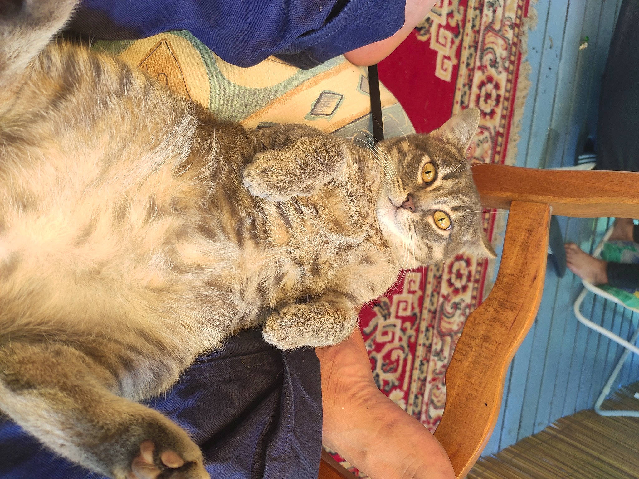 Goliath a rejoint le concours — aidez-le/la à gagner de superbes lots ! asian, asian_semi_longhair, carnivore, cat, claw, domestic_long_haired_cat, domestic_short_haired_cat, dragon_li, european_shorthair, felidae, fur, kurilian_bobtail, maine_coon, mammal, norwegian_forest_cat, pixie_bob, siberian, small_to_medium_sized_cats, tabby_cat, whiskers